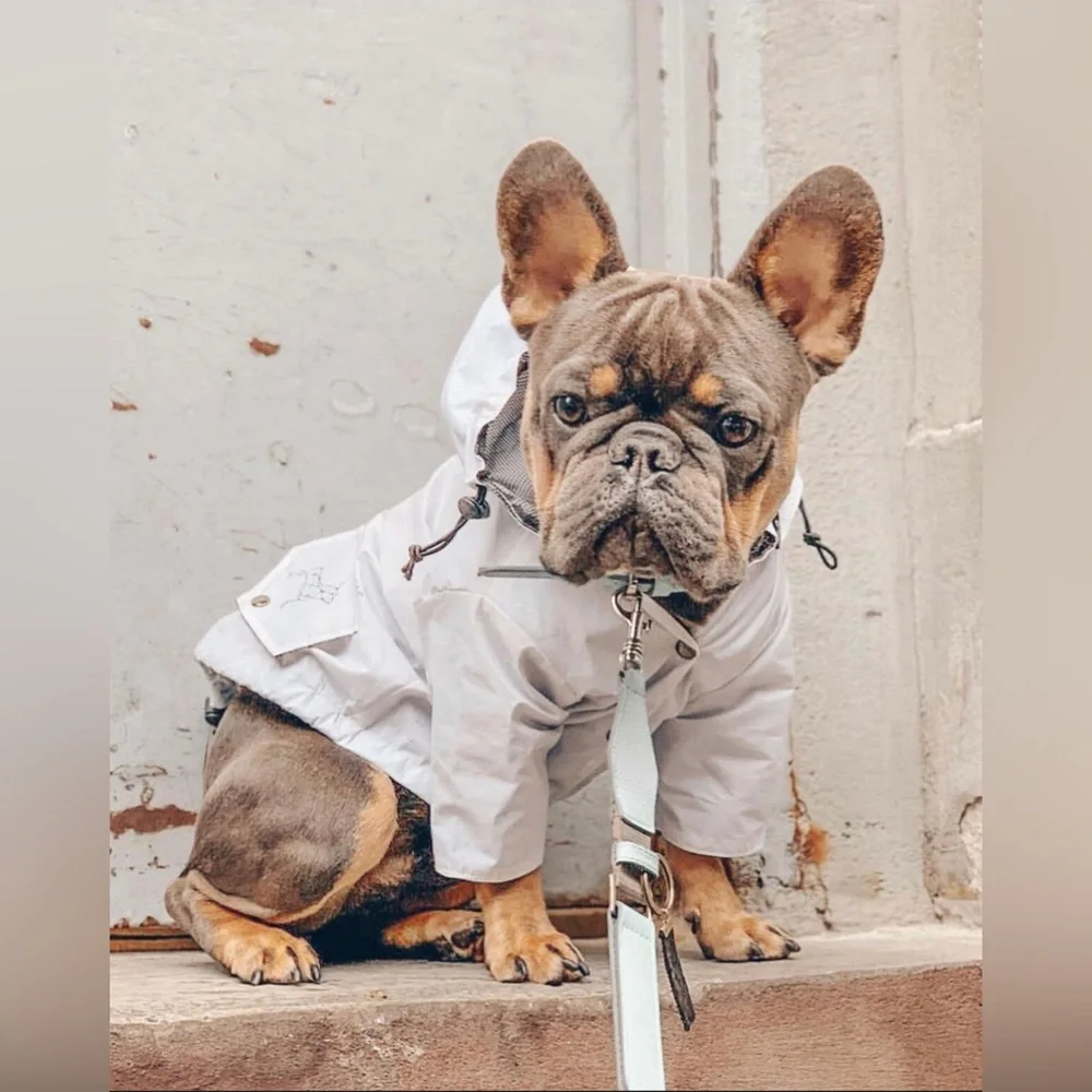 PETsRUS Premium Raincoat Dog Waterproof Windproof Stylish Coat Adjustable Fall